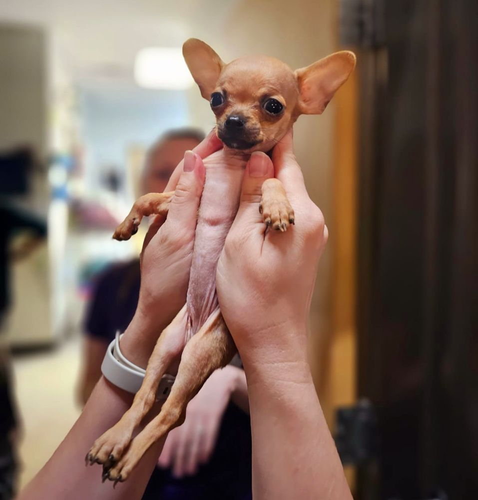 MIDTOWN ANIMAL CLINIC Updated September 2024 15 Photos & 21 Reviews