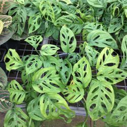 Bell Nurseries - Unusual and common houseplants 2'' to 7'.