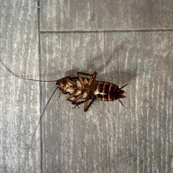 Wilkey Services Pest Management