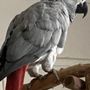 Photo of Island Bird Cat & Dog Vet Group
