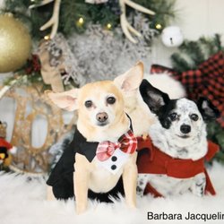 Port Saint Lucie Christmas Pet Portraits