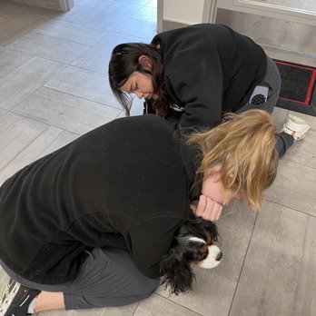 VEG ER for Pets - Taking my dog's temperature. - Emergency Pet Hospital Near Me - Cos Cob, Connecticut VEG ER for Pets - Taking my dog's temperature. - Emergency Pet Hospital Near Me - Cos Cob, Connecticut