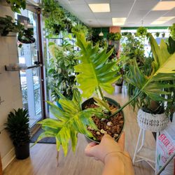 Hickory Lane Plants
