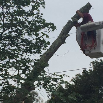 Southern 401 Tree Service - So strong! Lol. Kudos! - Tree Services Near Me Southern 401 Tree Service - So strong! Lol. Kudos! - Tree Services Near Me