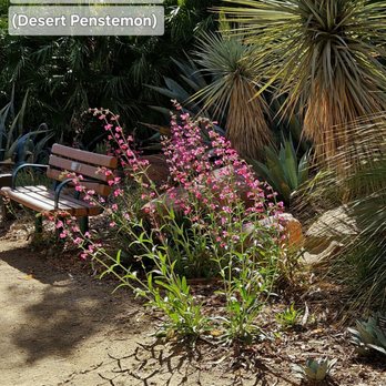Springs Preserve - A perennial that blooms in March & April, this plant is a native lowland Sonoran desert species. Hummingbirds love it! - Botanical Gardens Near Me - Las Vegas, Nevada Springs Preserve - A perennial that blooms in March & April, this plant is a native lowland Sonoran desert species. Hummingbirds love it! - Botanical Gardens Near Me - Las Vegas, Nevada
