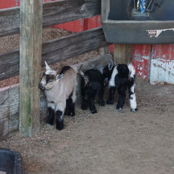 Old MacDonald's Farm - Baby goats close up - Venues & Event Spaces Near Me - Humble, Texas