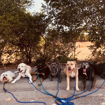 The Mutt Mentor - Pet Training Near Me The Mutt Mentor - Pet Training Near Me
