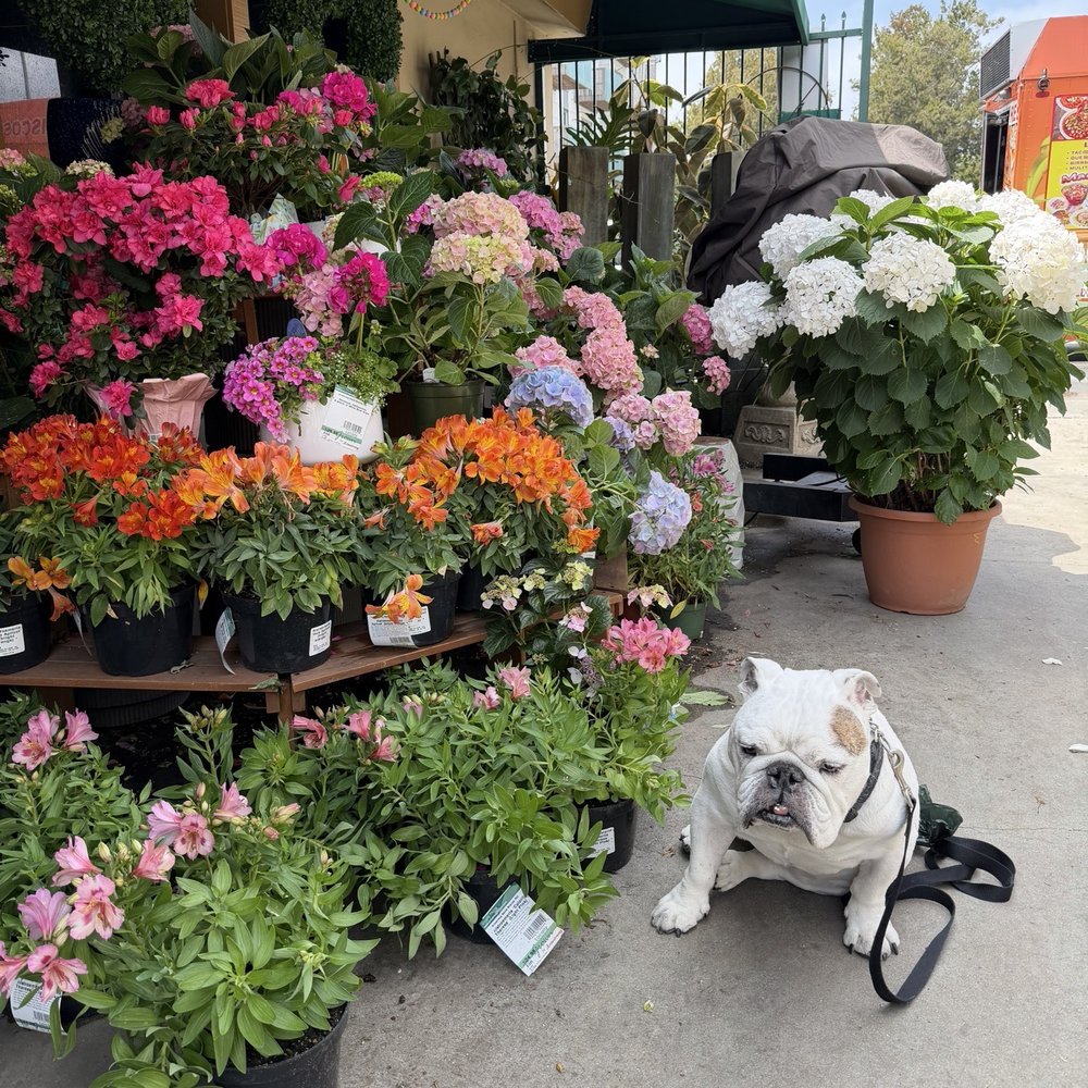Even my dog enjoys the trip