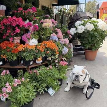 Armstrong Garden Centers - Even my dog enjoys the trip - Nurseries & Gardening Near Me - Santa Monica, California Armstrong Garden Centers - Even my dog enjoys the trip - Nurseries & Gardening Near Me - Santa Monica, California