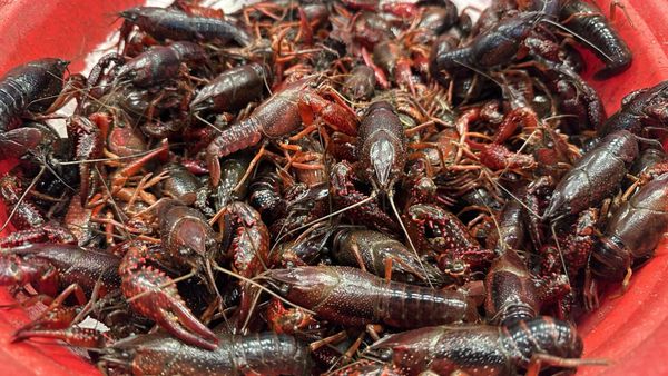 Conrad's Crabs and Seafood Market- Bel Air, MD by null