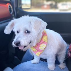 C Bar C Doggie Dude Ranch - Freshly groomed