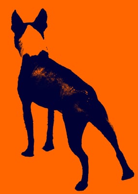 The Wise Old Dog by null