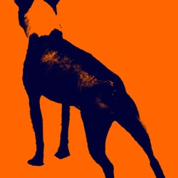 The Wise Old Dog - Wine Beer & Liquor