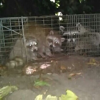 B & M Trapping - We try and keep moms with there off spring  keep family's  together - Wildlife Control Near Me