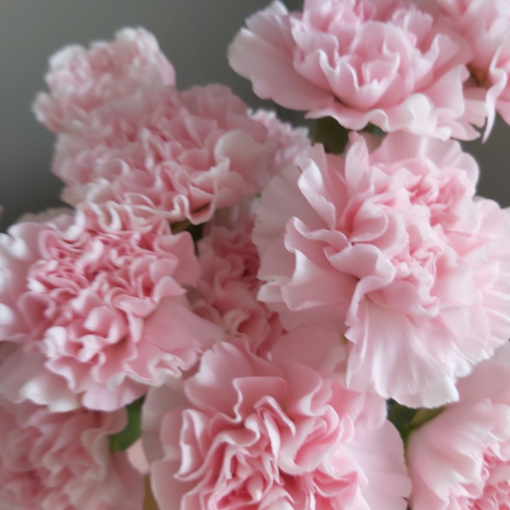 Carnations May 2021 Carnations May 2021