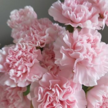 Pink Twig - Carnations May 2021 - Florists Near Me - Toronto, Ontario Pink Twig - Carnations May 2021 - Florists Near Me - Toronto, Ontario