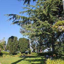 Plaza Vina Del Mar - 9-20-24. Lush lawn