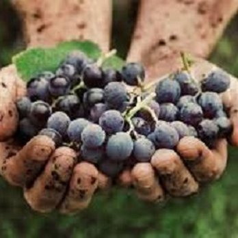 Corks Winery Brampton - Wineries Near Me - Brampton, Ontario