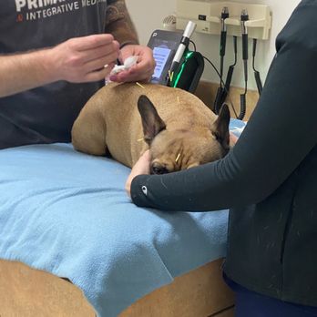 Irvine Valley Veterinary Hospital - Acupuncture for pain relief - Veterinarians Near Me - Irvine, California Irvine Valley Veterinary Hospital - Acupuncture for pain relief - Veterinarians Near Me - Irvine, California