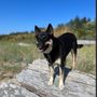 Photo of Waves & Shaves Mobile Dog Grooming