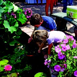 Lilypons Water Gardens - Joy of feeding koi!
