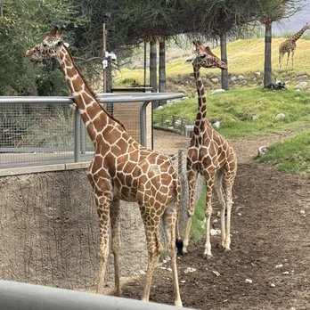 The Living Desert - Giraffes - Zoos Near Me - Palm Desert, California The Living Desert - Giraffes - Zoos Near Me - Palm Desert, California