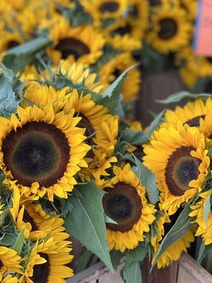 Briermere Farms by null