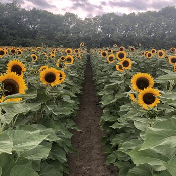 Spencer Farm - Pick Your Own Farms Near Me - Noblesville, Indiana Spencer Farm - Pick Your Own Farms Near Me - Noblesville, Indiana