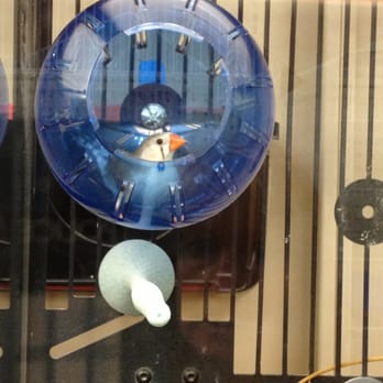 PetSmart - Finches happiness! They got new nests! - Pet Stores Near Me - Las Vegas, Nevada PetSmart - Finches happiness! They got new nests! - Pet Stores Near Me - Las Vegas, Nevada