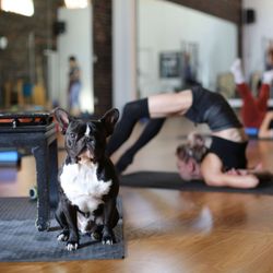 Fit & Bendy - Winston likes to supervise while his mom Lena teaches contortion