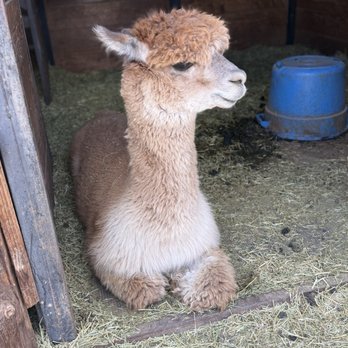 Smooth Alpaca Experience - Petting Zoos Near Me - Golden, Colorado Smooth Alpaca Experience - Petting Zoos Near Me - Golden, Colorado