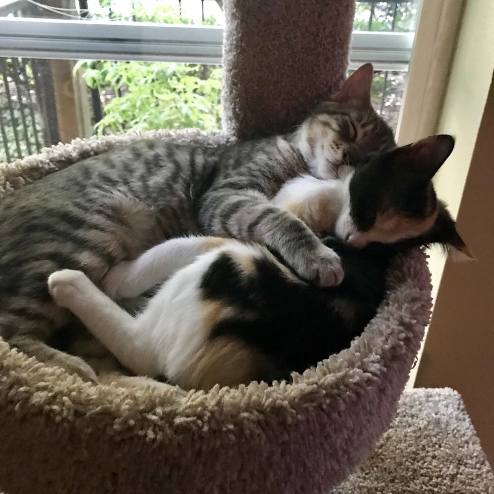 Pearl and Pansy Pearl and Pansy