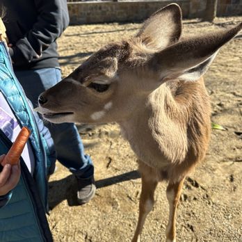 Beavers Bend Safari Park - Private feeding encounter - Zoos Near Me - Broken Bow, Oklahoma