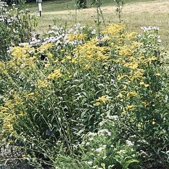 State Arboretum of Virginia - Flowers - Parks Near Me - Boyce, Virginia State Arboretum of Virginia - Flowers - Parks Near Me - Boyce, Virginia