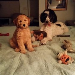 Academy Kennels Boarding & Grooming Salon - Eva and Remy