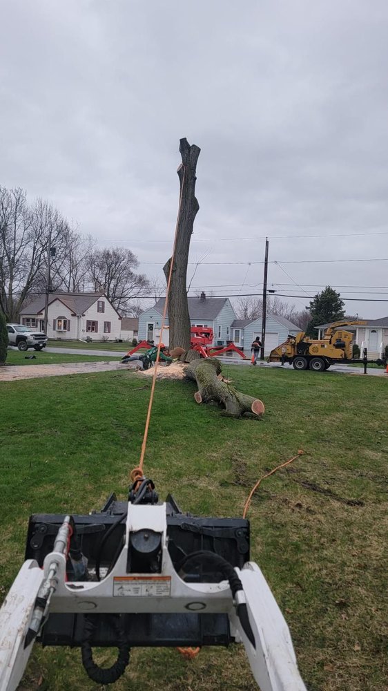 Branch Specialists - tree service in Buffalo, NY