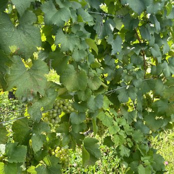 Old Westminster Winery - Wineries Near Me - Westminster, Maryland