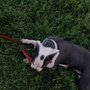 Jocelyn's Doggy Daycare