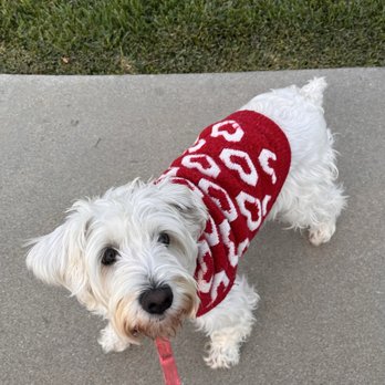 MVP Dog Grooming & Boarding  - How she got there ! Before the service - Pet Groomers Near Me - Anaheim, California