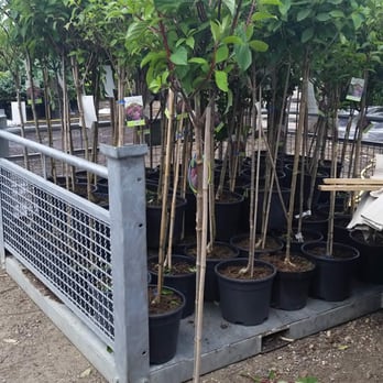 Paramount Plants & Gardens - Hydrangea Paniculata in rare tree-form - Nurseries & Gardening Near Me - Cuffley, HRT Paramount Plants & Gardens - Hydrangea Paniculata in rare tree-form - Nurseries & Gardening Near Me - Cuffley, HRT