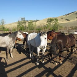 Rocking Z Ranch - Just a few of the fabulous horses at Rocking Z!