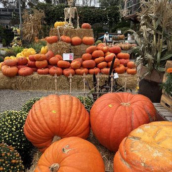 Plant Depot - I send the photos to family who grow pumpkins in Kansas and South Dakota, along with the prices. - Nurseries & Gardening Near Me - San Juan Capistrano, California Plant Depot - I send the photos to family who grow pumpkins in Kansas and South Dakota, along with the prices. - Nurseries & Gardening Near Me - San Juan Capistrano, California