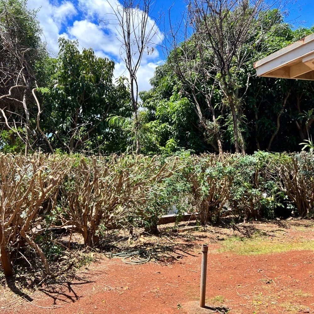 Treescape Hawaii - Tree Services Near Me - Ewa Beach, Hawaii Treescape Hawaii - Tree Services Near Me - Ewa Beach, Hawaii