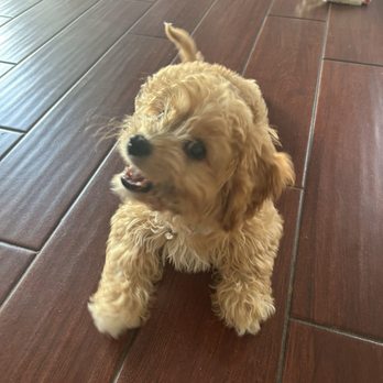 Pet Supplies Plus St. Johns - A happy pup because of her dog food being BOGO!! - Pet Stores Near Me - Saint Augustine, Florida Pet Supplies Plus St. Johns - A happy pup because of her dog food being BOGO!! - Pet Stores Near Me - Saint Augustine, Florida