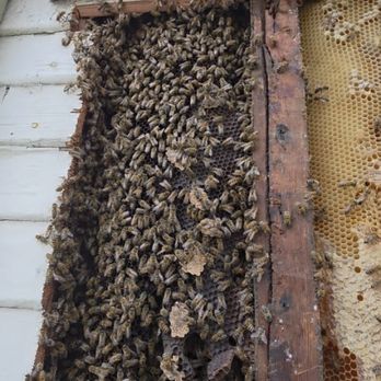 Bee Removal - Pest Control Near Me Bee Removal - Pest Control Near Me