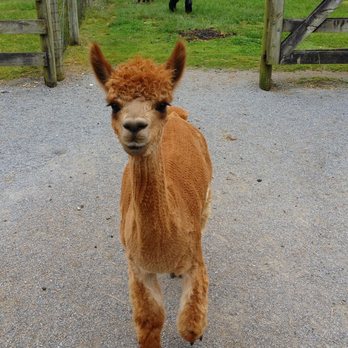 Eastland Alpacas - Ranches Near Me - Mount Joy, Pennsylvania Eastland Alpacas - Ranches Near Me - Mount Joy, Pennsylvania