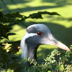 Zoo d'Amnéville