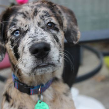 my dog scratches himself a lot