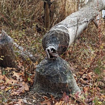 Washington Valley Park - Tree felled by a beaver. - Parks Near Me - Bridgewater, New Jersey Washington Valley Park - Tree felled by a beaver. - Parks Near Me - Bridgewater, New Jersey