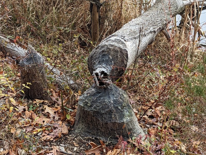 Washington Valley Park Image